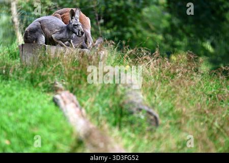 Kängurus ruhen in einem grasbewachsenen natürlichen Lebensraum Stockfoto