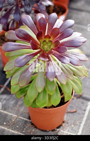 'Aeonium Arboreum' saftig mit grünen und dunkelvioletten Blättern. Dekorative rosettenförmige Pflanze im Topf Stockfoto