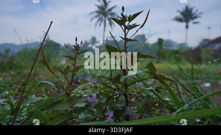 Gras und Tau am Morgen Stockfoto
