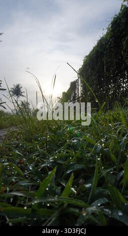Gras und Tau am Morgen Stockfoto