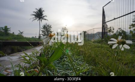 Nahaufnahme einer Blume aus der Bidens pilosa Pflanze Stockfoto