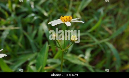 Nahaufnahme einer Blume aus der Bidens pilosa Pflanze Stockfoto
