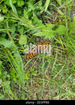Nahaufnahme eines orangen und schwarzen Schmetterlings, der auf grünem Gras auf einer natürlichen Wiese liegt. Die Flügel des Schmetterlings sind offen und zeigen wunderschöne Muster. Stockfoto