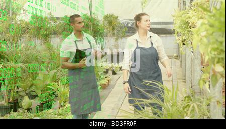Wanderarbeiter mit blauen Schürzen, die Kletterstöcke im Gewächshausgang mit Tablette inspizieren Stockfoto