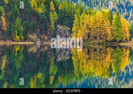 Herbstlandschaft mit Laubbäumen in hellen Farben bei Morteratsch, Pontresina, Engadin, Schweizer Alpen, Schweiz Stockfoto