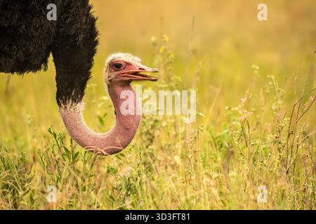 Gemeiner Strauß in der Kenia-Savanne Stockfoto