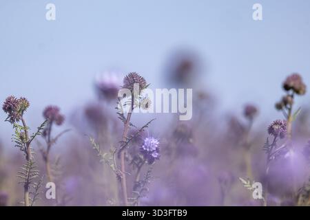 Phacelia blüht im ländlichen Sussex an einem sonnigen Frühlingstag Stockfoto
