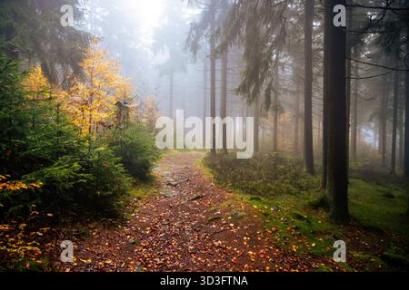 Eine ruhige Landstraße schlängelt sich durch einen lebhaften Herbstwald. Hohe Bäume umgeben den Weg, ihre Blätter zeigen eine wunderschöne Mischung von Farben, während Nebel die Gegend sanft bedeckt. Stockfoto