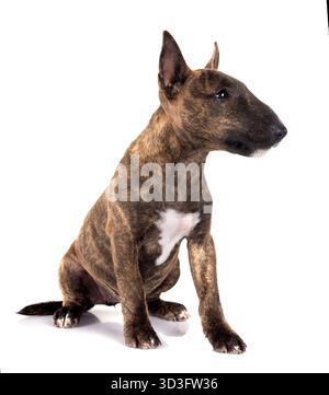 Miniatur Bull Terrier vor weißem Hintergrund Stockfoto