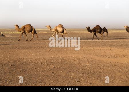 Eine Gruppe von Kamelen spaziert anmutig durch die weitläufige Sahara-Wüste in Marokko. Die Sonne wirft lange Schatten auf den Sand und hebt ihre Reise hervor Stockfoto