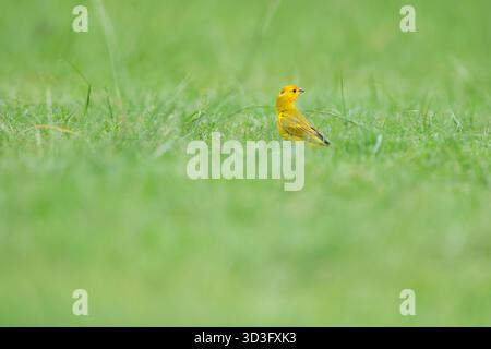 Ein lebendiger safranfink thront inmitten üppig grüner Gras in der Nähe des Gatun Lake. Diese atemberaubende Naturkulisse zeigt die reiche Artenvielfalt des tropischen Fels Stockfoto