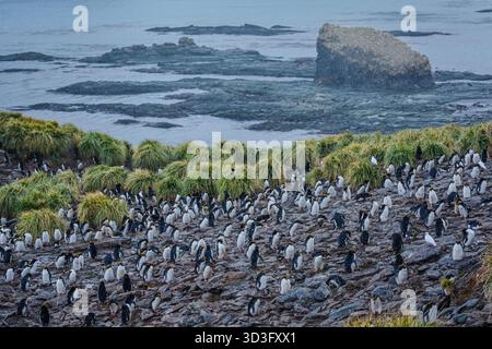 Eine Vielzahl von Makkaroni-Pinguinen befindet sich in ihrem normalen Lebensraum, in der Nähe von getuftetem Gras mit Blick auf die Küste Südgeorgiens, rund um den Antarktischen Ozean. Stockfoto