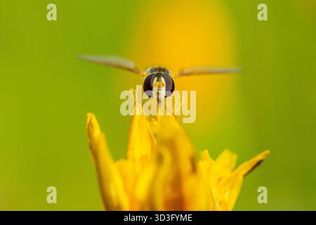 Eine detaillierte Nahaufnahme eines hoverfly aus der Familie Syrphidae, der auf einer lebendigen wilden Orchidee thront und die vielfältige Flora der Iberischen Halbinsel an zeigt Stockfoto