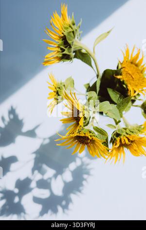 Blick von oben auf Sonnenblumen auf einer Fensterbank, die deutliche Schatten auf eine helle Oberfläche werfen. Das helle Sonnenlicht verstärkt die leuchtenden gelben Blütenblätter und Stockfoto
