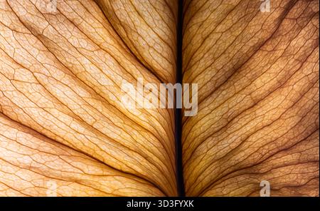 Ein Makrofoto, das die komplizierte Textur eines Herbstblattes zeigt und seine lebendigen Braun- und Bernsteintöne hervorhebt. Die detaillierten Venenmuster Stockfoto