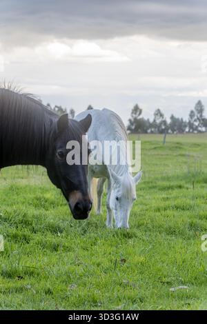 Zwei Pferde, ein schwarzes und ein weißes, grasen friedlich auf dem üppig grünen Gras einer Wiese in Cotopaxi, Ecuador, umgeben von einer ruhigen und malerischen Landschaft Stockfoto