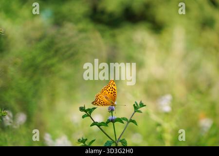 Ein Nahaufnahme-Foto, das den leuchtend orangefarbenen Argynnis Paphia Schmetterling auf einer lila Blume zeigt. Der Hintergrund ist mit einer satten grünen Unschärfe und Betonung versehen Stockfoto
