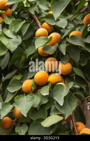 Ein lebhaftes Sommerbild mit Reifen Aprikosen, die an einem Baumzweig hängen, umgeben von üppig grünen Blättern in einem Garten, symbolisieren frische, organische Produkte Stockfoto