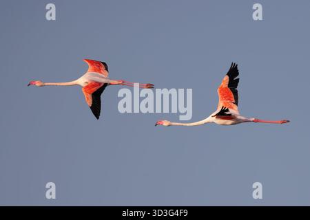 Große Flamingos (Phoenicopterus roseus) fliegen über eine Lagune in der Camargue, Frankreich. Stockfoto