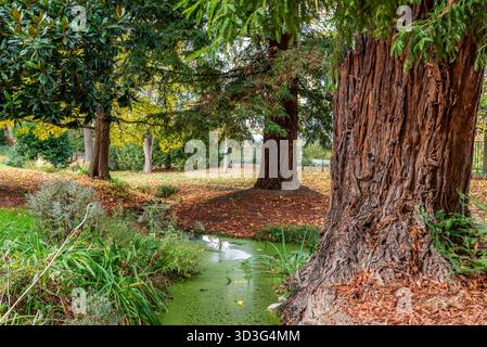 Ein kleiner Fluss mit Algen in einem Park. Herbst in Frankreich. Herbst Hintergrund Stockfoto