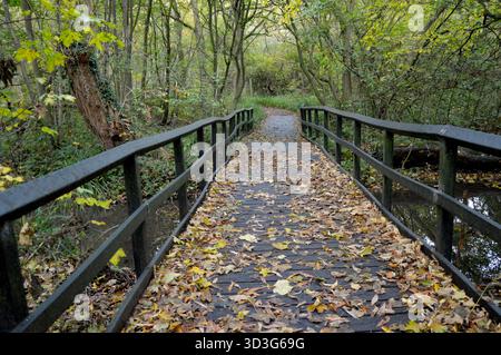 Herbstwald Fußgängerbrücke bedeckt mit Blättern über ruhigem Wasserstrom Stockfoto