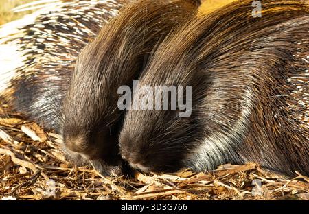 Das größte Nagetier Afrikas, das Kap Stachelschwein, ist nachtaktiv, aber die Familie schläft in der warmen Wintersonne am Eingang der Höhlen Stockfoto