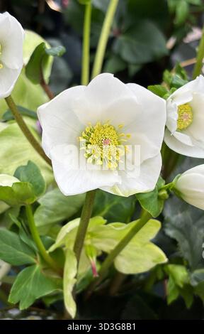 Farbenfrohe Weihnachtsrose (Helleborus Winterballett) blüht in einer Pflanzenzüchtung aus nächster Nähe. Winterblühende immergrüne Staude. Gartenidee. Stockfoto