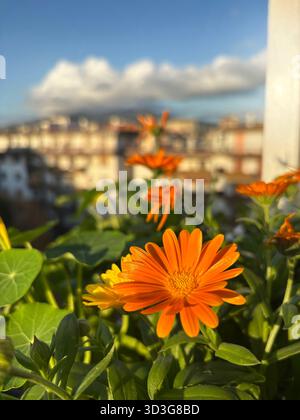 Pot Marigold. Calendula officinalis-Blüten, die auf dem Balkon wachsen. Gelbe Ringelblumen. Perfekt für Blumen- und botanische Themen. Gartenidee. Stockfoto