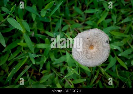 Eine Nahaufnahme eines Parasola plicatilis Pilzes zwischen grünen Gräsern mit Wassertröpfchen auf natürlichem, verschwommenem Hintergrund. Stockfoto