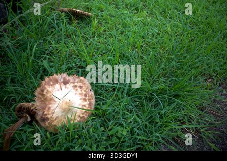 Alte Parasol-Pilze oder Macrolepiota procera auf einer Wiese während der Regenzeit in Indonesien. Stockfoto