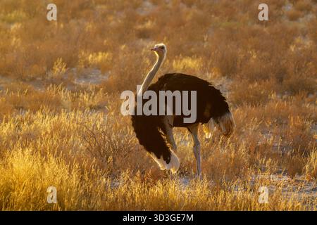 Strauß (Struthio camelus), Spaziergang in der Wüste mit Hintergrundbeleuchtung, Kgalagadi Transfrontier Park, Nordkap, Südafrika. Stockfoto
