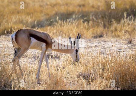 Springbok (Antidorcas marsupialis) weidet im Flussbett mit Hintergrundbeleuchtung, Kgalagadi Transfrontier Park, Nordkap, Südafrika. Stockfoto