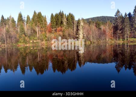 Lebendiger Herbstwald spiegelt sich in tiefblauem Wasser Ein lebendiges und farbenfrohes Panorama eines Mischwaldes während des Hochherbstes mit grünen Kiefern Stockfoto
