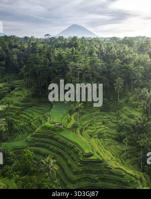 Aus der Vogelperspektive auf die lebhaften grünen Reisterrassen stürzen sich die Hügel hinunter vor dem Hintergrund des majestätischen Mount Agung, Bali, Indonesien. Stockfoto