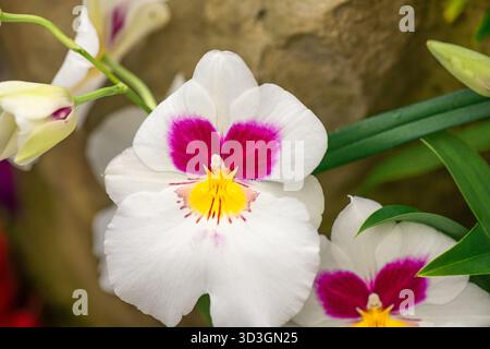 Elegante weiße und magentafarbene Miltoniopsis phalaenopsis, eine Orchideenart, in Blüte. Stockfoto