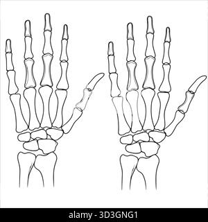 Detailliertes Skelett der menschlichen Hand mit Knochen, Gelenken und anatomischer Struktur. Stock Vektor
