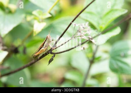 Grashüpfer Cricket Krabbelt Auf Pflanze, Insektentier In Indien, Ökosystem Und Umwelt, Pseudochorthippus Parallelus Stockfoto