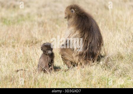 Gelada Affe oder Gelada Pavian oder Theropithecus Gelada im Siem Stockfoto