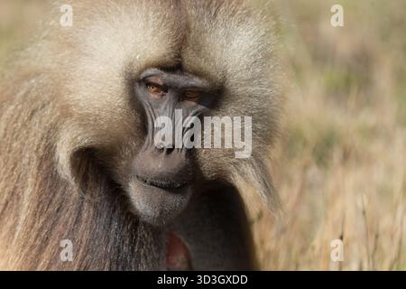 Gelada Affe oder Gelada Pavian oder Theropithecus Gelada im Siem Stockfoto
