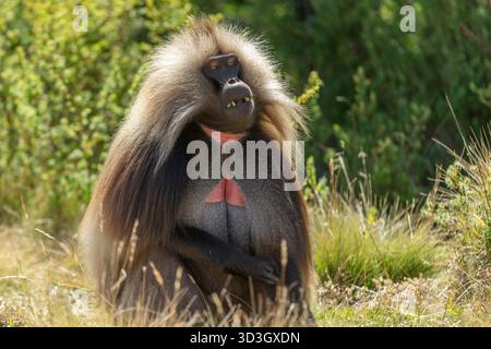 Gelada Affe oder Gelada Pavian oder Theropithecus Gelada im Siem Stockfoto