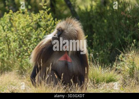 Gelada Affe oder Gelada Pavian oder Theropithecus Gelada im Siem Stockfoto