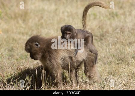 Gelada Affe oder Gelada Pavian oder Theropithecus Gelada im Siem Stockfoto