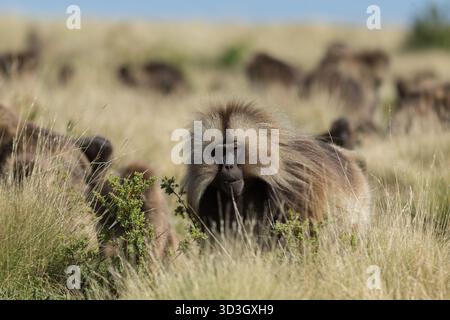 Gelada Affe oder Gelada Pavian oder Theropithecus Gelada im Siem Stockfoto