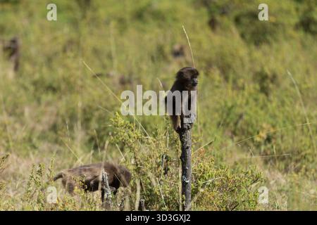 Gelada Affe oder Gelada Pavian oder Theropithecus Gelada im Siem Stockfoto