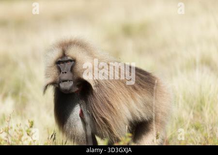 Gelada Affe oder Gelada Pavian oder Theropithecus Gelada im Siem Stockfoto