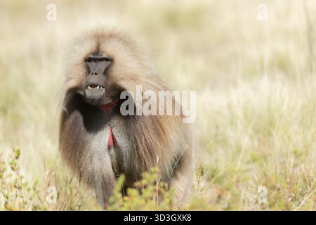 Gelada Affe oder Gelada Pavian oder Theropithecus Gelada im Siem Stockfoto