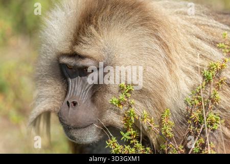 Gelada Affe oder Gelada Pavian oder Theropithecus Gelada im Siem Stockfoto