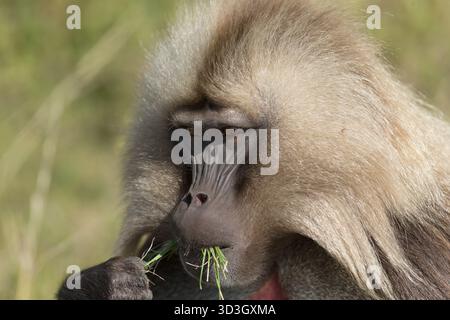 Gelada Affe oder Gelada Pavian oder Theropithecus Gelada im Siem Stockfoto