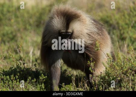 Gelada Affe oder Gelada Pavian oder Theropithecus Gelada im Siem Stockfoto