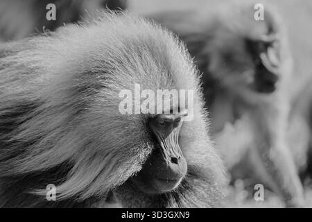 Gelada Affe oder Gelada Pavian oder Theropithecus Gelada im Siem Stockfoto